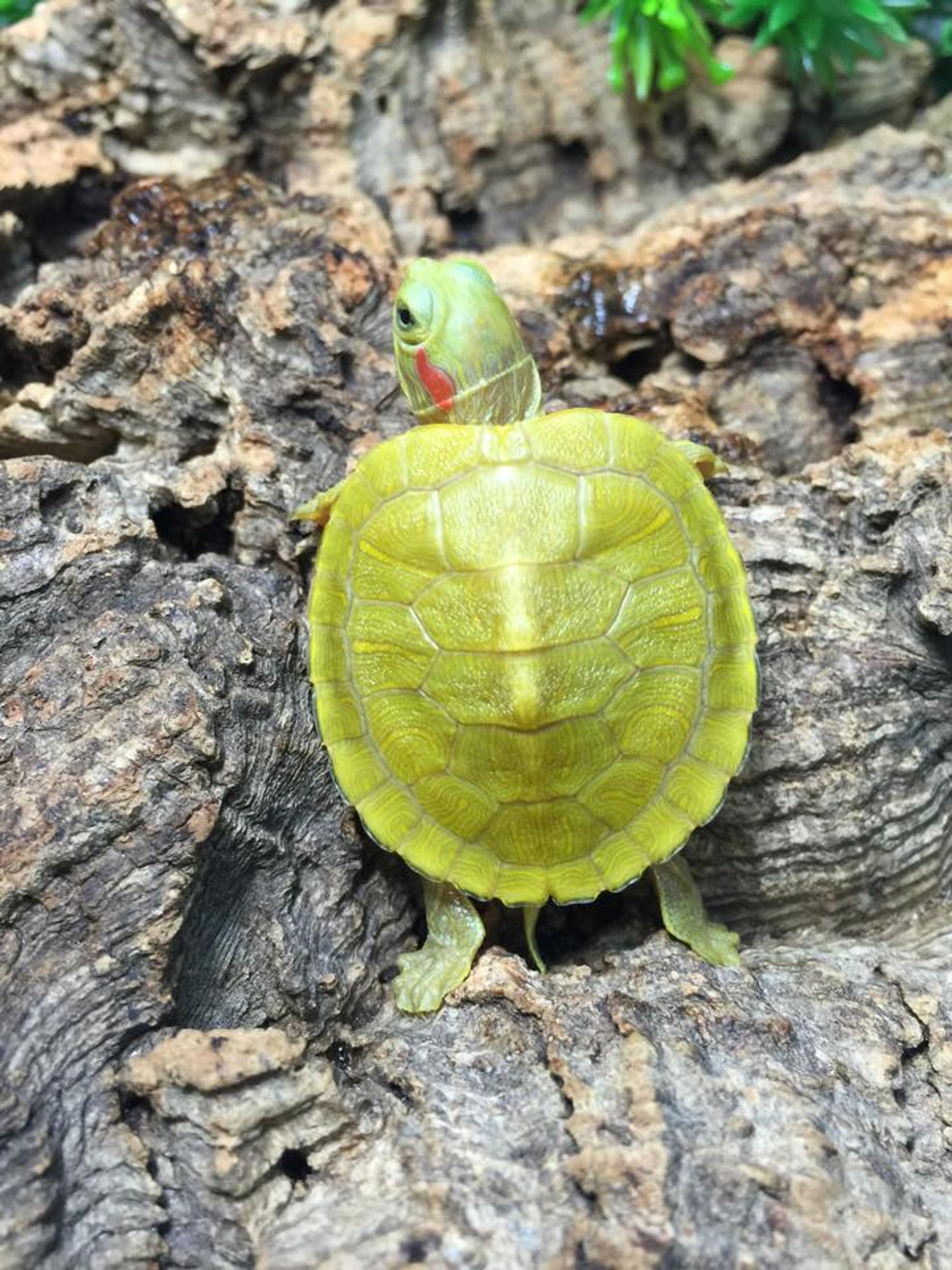 Lime Albino Red Ear Slider Turtles for sale | Snakes at Sunset