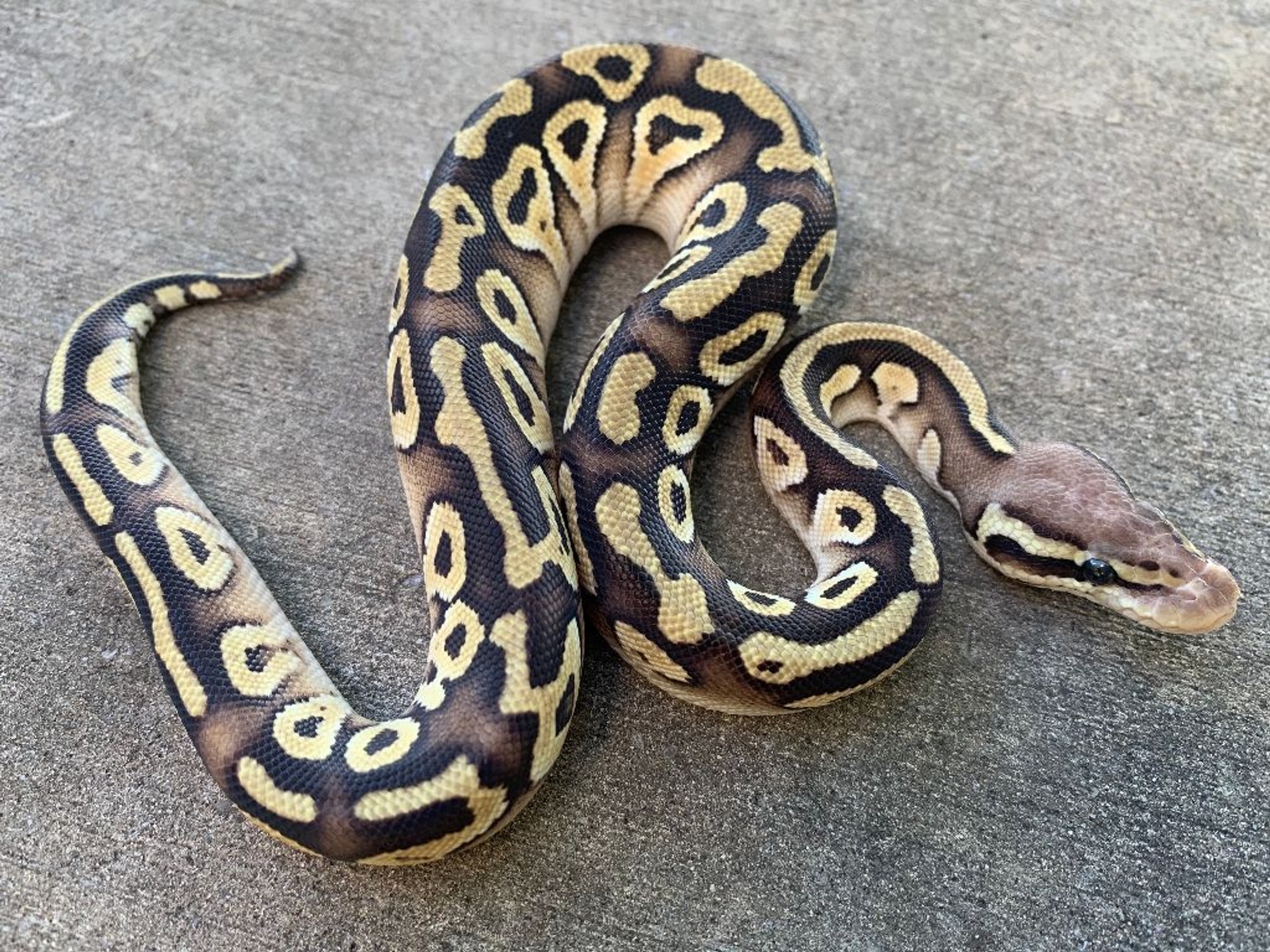 Mojave Ball Pythons for sale | Snakes at Sunset