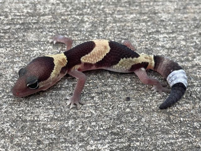 Albino African Fat Tail Gecko for sale
