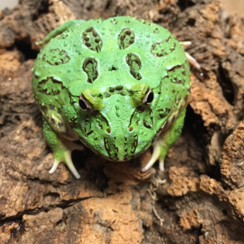 Green Pacman Frogs for sale