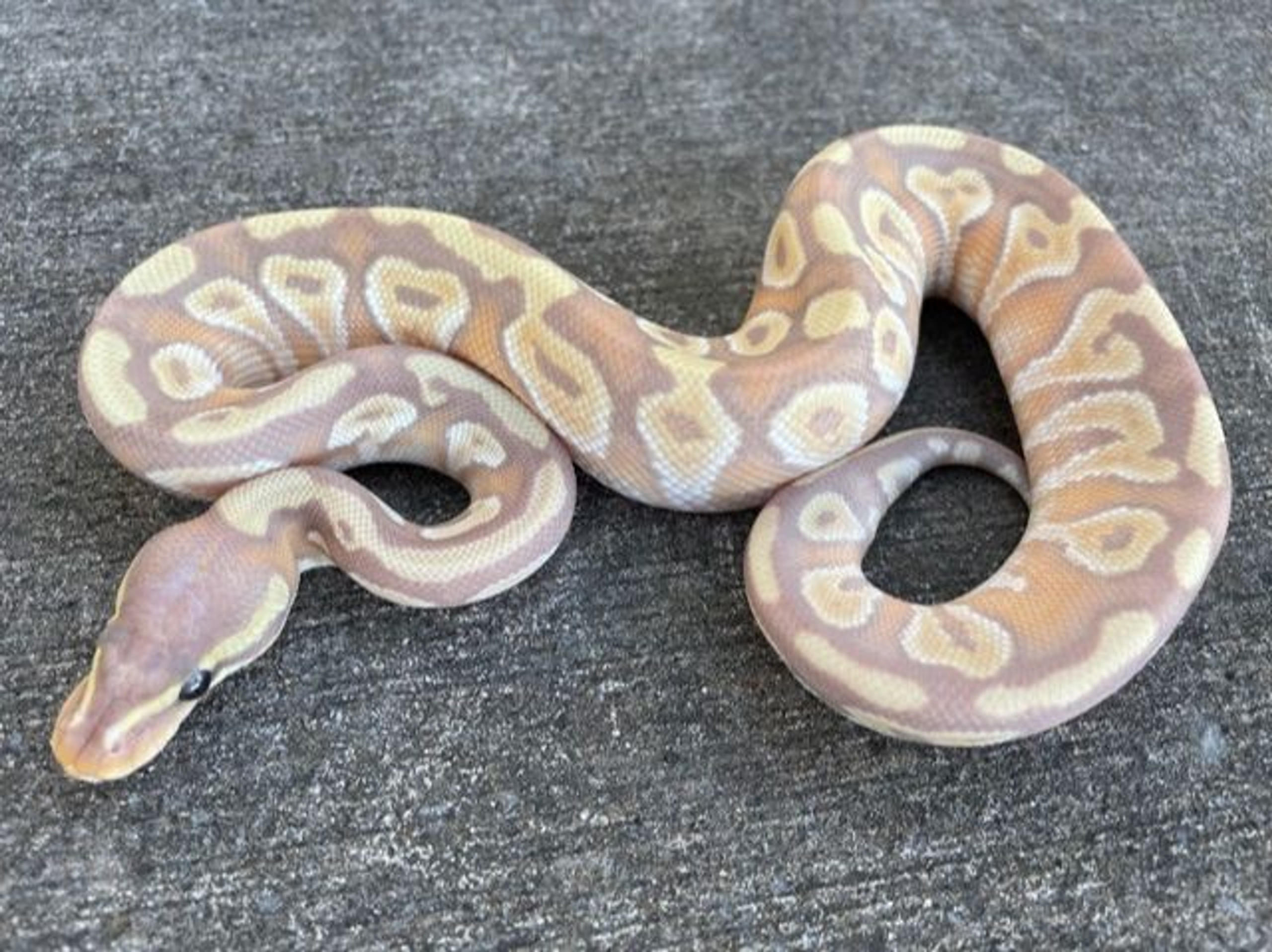 Mojave Ball Pythons for sale | Snakes at Sunset