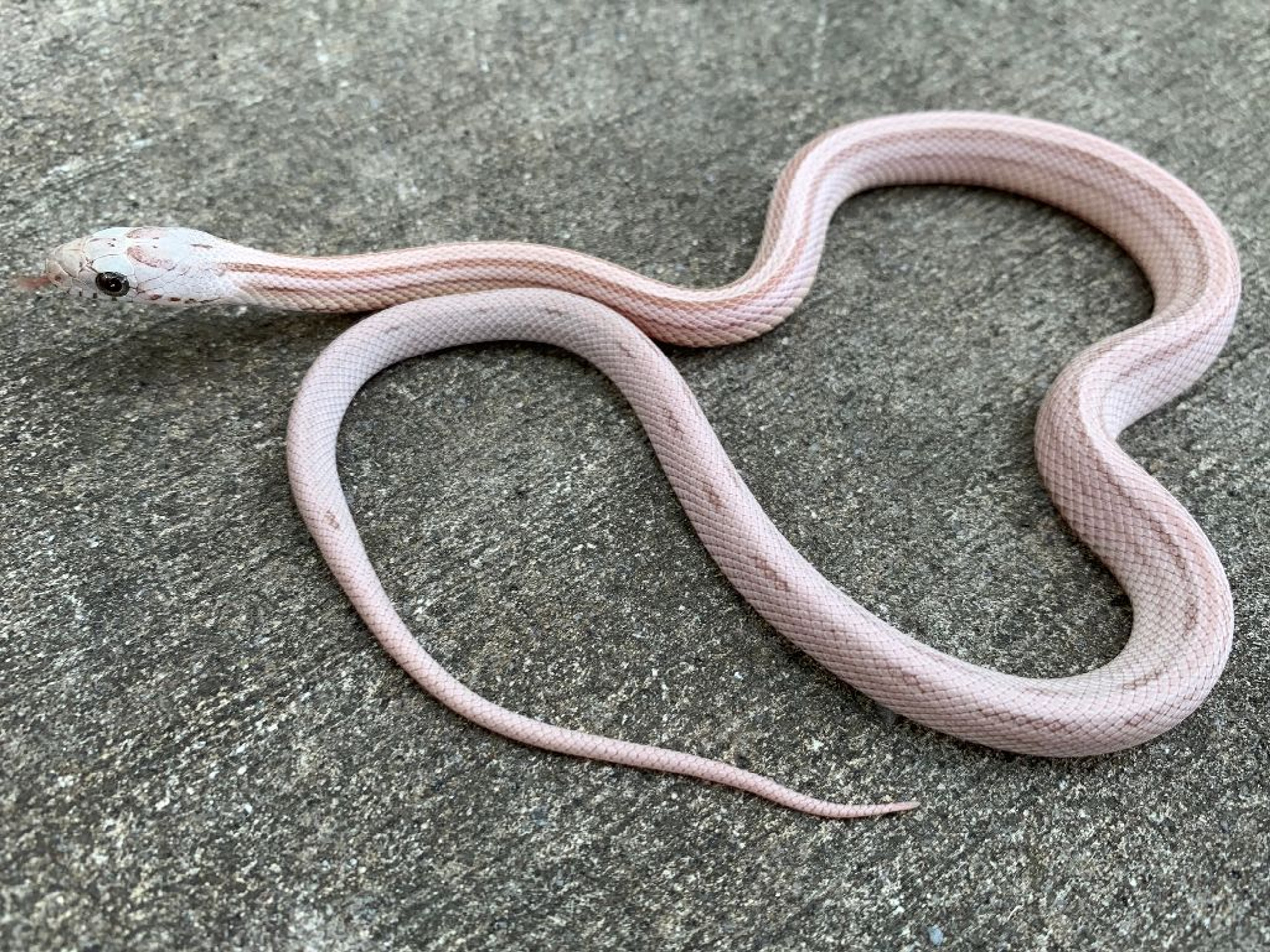 Coral Snow Corn Snakes for sale | Snakes at Sunset