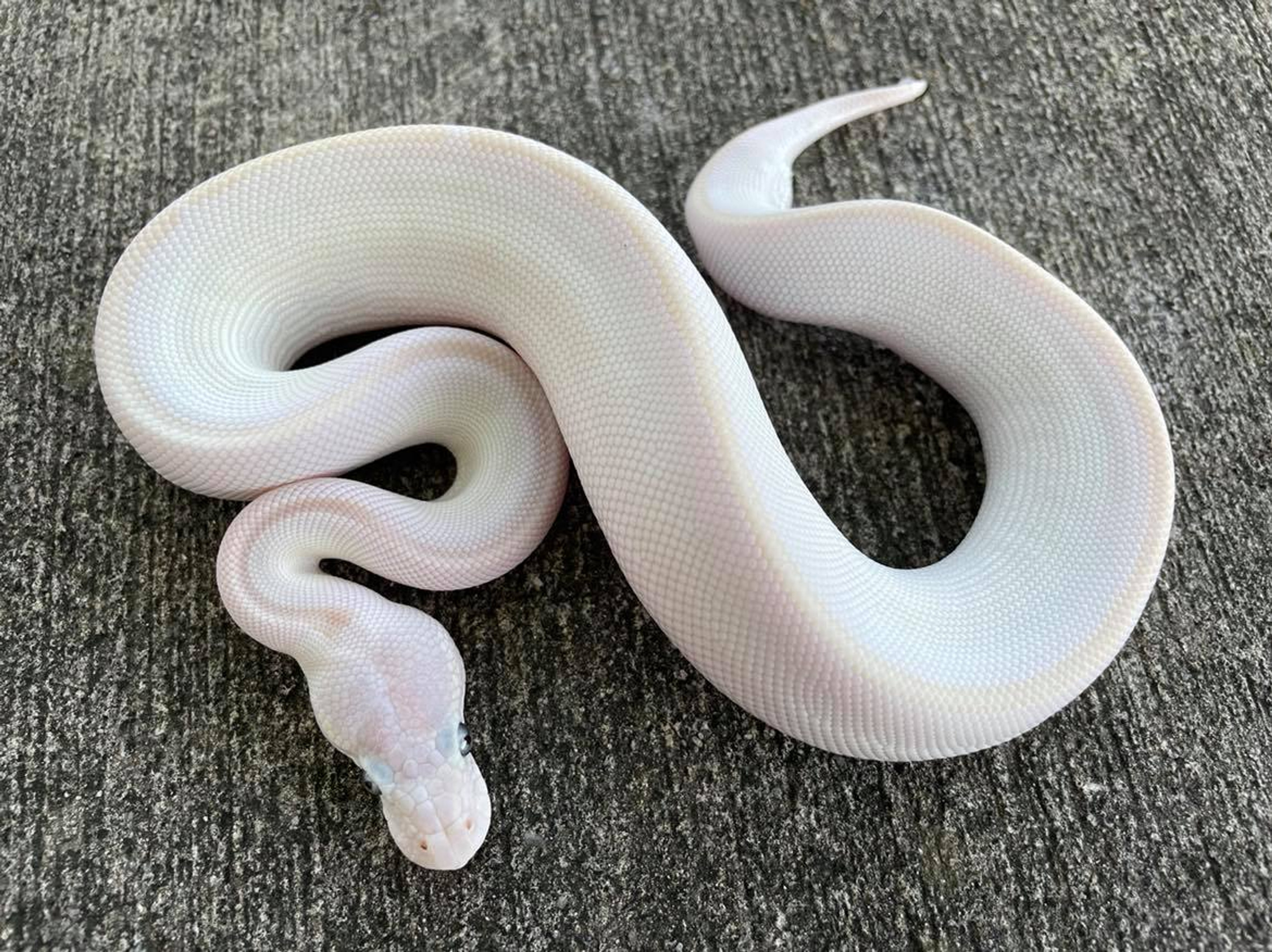 Blue Eye Leucistic Ball Python for sale | Snakes at Sunset