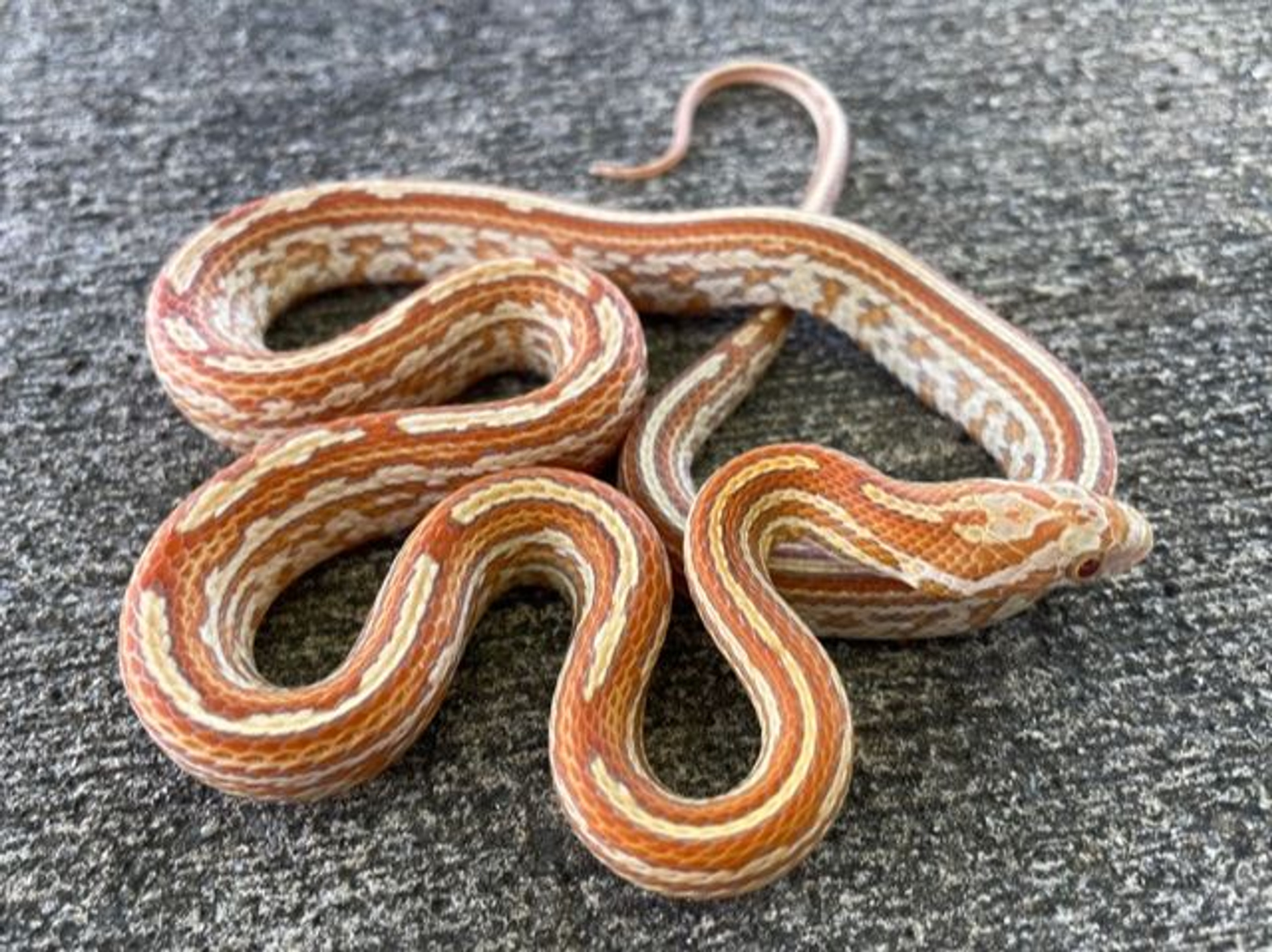 corn snake tessera