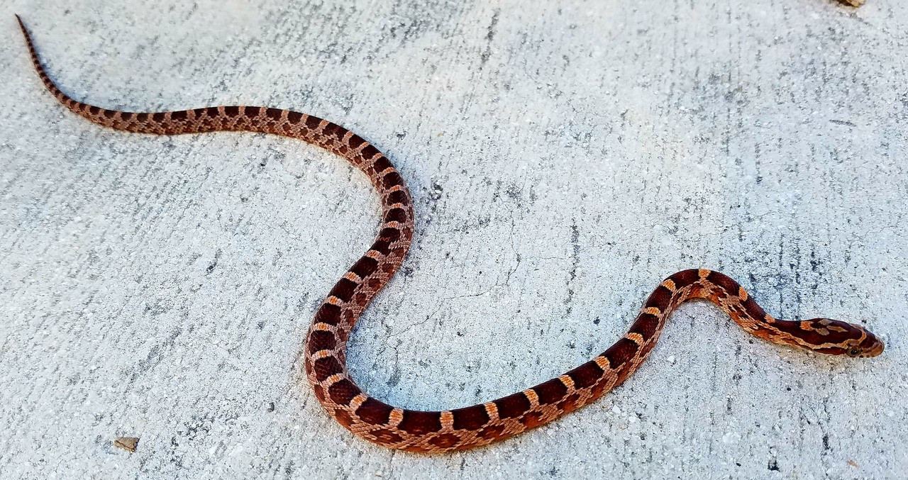 Fresh Look at Rosy Corn Snakes For Sale