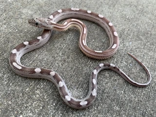 Orchid Corn Snakes for sale | Snakes at Sunset