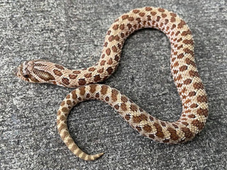 Hognose Snakes for sale | Snakes at Sunset