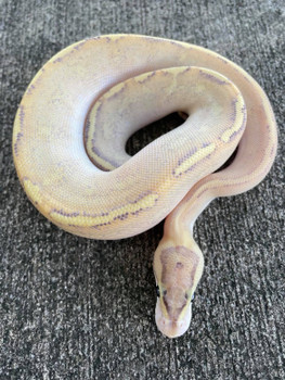 Puma Ball Python for sale (Python regius)