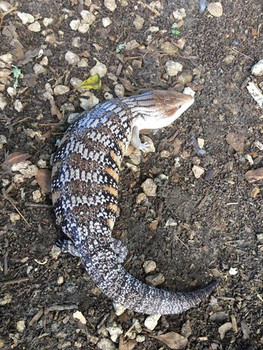 Northern Blue Tongue Skinks for sale