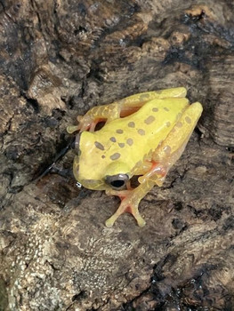 Giraffe Phase Clown Tree Frogs for sale (Hyla leucophyllata) Giraffe Phase Clown Tree Frogs for sale (Hyla leucophyllata)
