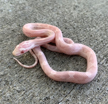 Coral Snow Motley Corn Snakes for sale 