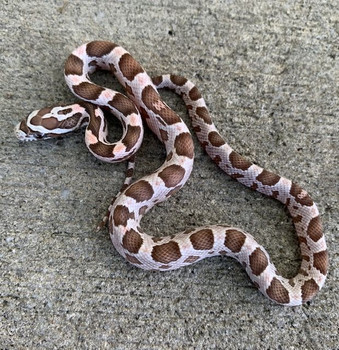 Coral Ghost Corn Snake for sale
