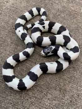 California King Snake for sale | Snakes at Sunset