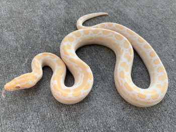 Albino Colombian Rainbow Boas for sale 
 Snakes at Sunset