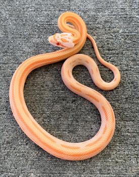 Creamsicle Striped Corn Snake for sale | Snakes at Sunset