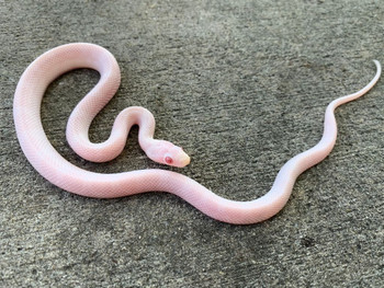 Blizzard Corn Snake for sale | Snakes at Sunset