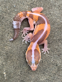 Albino Striped Fat Tail Gecko for sale | Snakes at Sunset