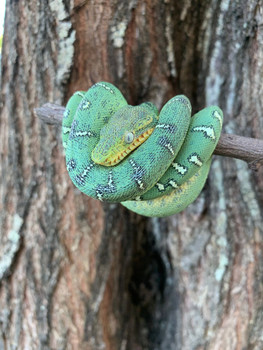 Baby Emerald Tree Boas for sale | Snakes at Sunset