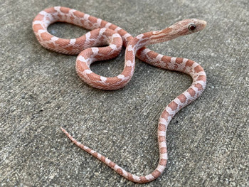 Ultramel Cinder Corn Snake for sale | Snakes at Sunset