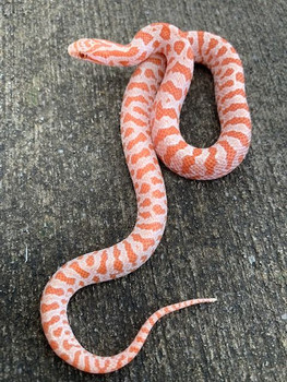 Hypo Prairie King Snakes for sale