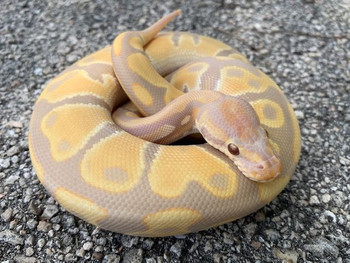 Candy Ball Python for sale 