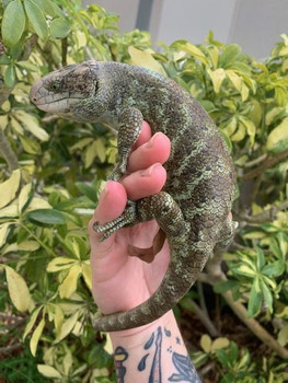 Monkey Tail Skink (Corucia zebrata) for sale