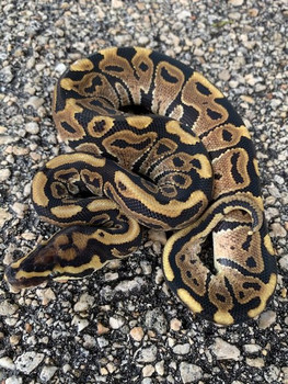 Spot Nose Ball Python for sale | Snakes at Sunset