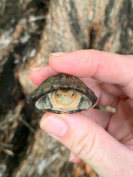 Baby Scorpion Mud Turtles for sale | Snakes at Sunset