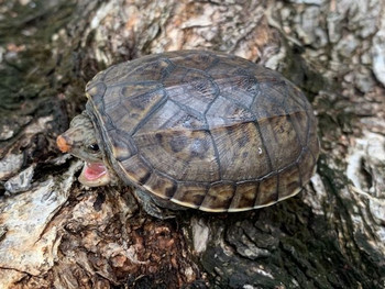 Pacific Coast Musk Turtle 