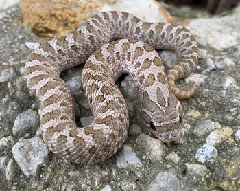 Pistachio Hognose for sale - limited numbers! 