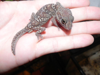 Pictus Geckos for sale