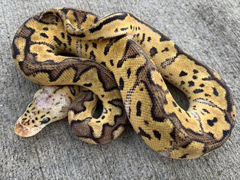 洋書 PYTHON REGIUS Python regius: Atlas of Colour Morphs Keeping and Breeding