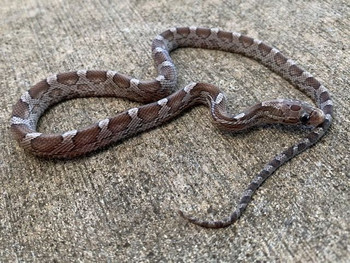 Pewter Corn Snakes for sale