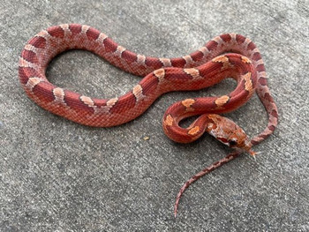 Blood Red Corn Snake for sale