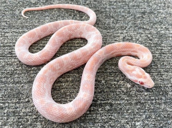 Candy Cane Okeetee Corn Snake for sale