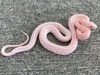 Candy Cane Tessera Corn Snake for sale