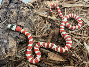 Applegate Arizona Mountain King Snake for sale