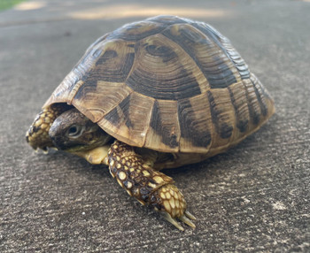 Hermanns Tortoises for sale