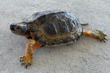 North American Wood Turtles for sale