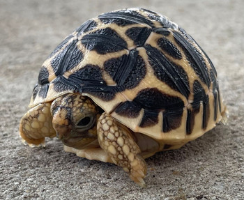Indian Star Tortoise for sale 