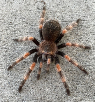 Mexican Red Knee  Tarantula for sale