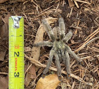 Trinidad Chevron Tarantula for sale (Psalmopoeus cambridgei)