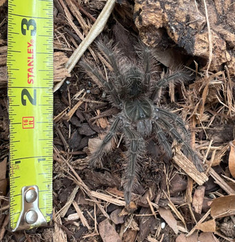  Goliath Bird Eater tarantula for sale(Theraphosa blondi)