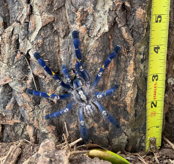 Gooty Sapphire Ornamental Tarantula for sale (Poecilotheria metallica)