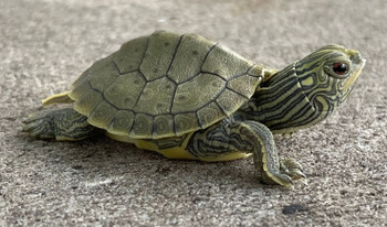 Baby turtles for sale online discount free shipping