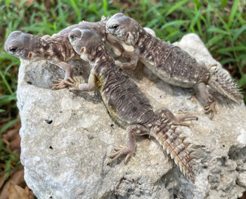 Princeps Uromastyx for sale