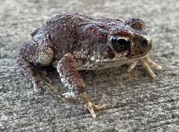 Berbers Toad for sale