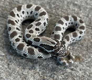 Anaconda Axanthic Hognose for sale