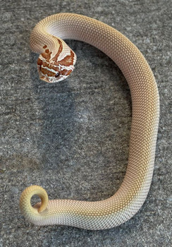 Candy Hognose for sale