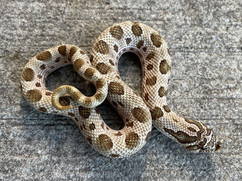 Anaconda het albino phase Western Hognose Snakes for sale